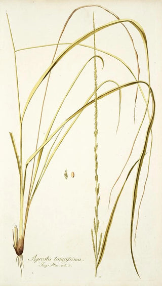 Nikolaus Joseph Freiherr von Jacquin - Agrostis tenacissima.webp