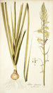 Albuca abyssinica - Nikolaus Joseph Freiherr von Jacquin — näkymä teoksesta