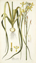 Albuca aurea - Nikolaus Joseph Freiherr von Jacquin — näkymä teoksesta