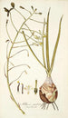 Albuca caudata - Nikolaus Joseph Freiherr von Jacquin — näkymä teoksesta