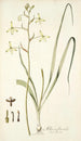 Albuca flaccida - Nikolaus Joseph Freiherr von Jacquin — näkymä teoksesta