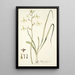 Albuca flaccida - Nikolaus Joseph Freiherr von Jacquin — kehystetty taideteos seinällä