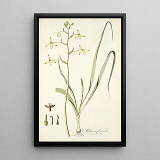 Nikolaus Joseph Freiherr von Jacquin - Albuca flaccida.webp