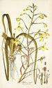 Albuca major - Nikolaus Joseph Freiherr von Jacquin — näkymä teoksesta