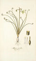 Albuca spiralis - Nikolaus Joseph Freiherr von Jacquin — näkymä teoksesta