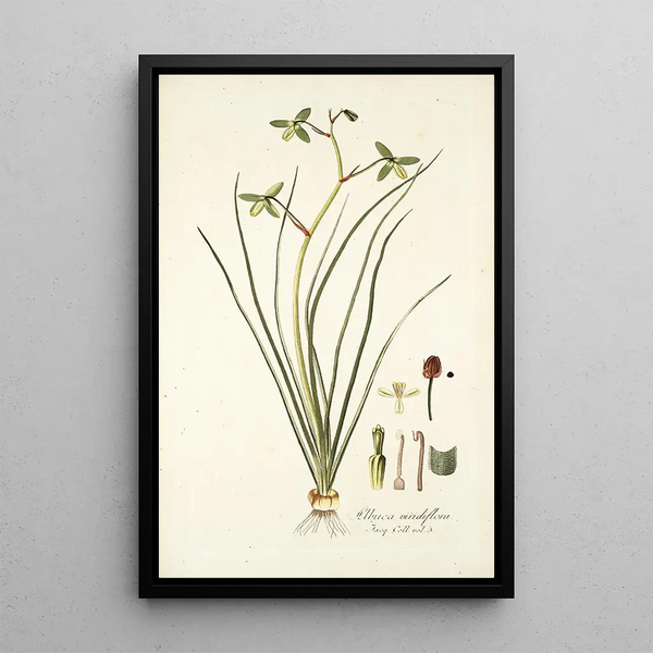 Nikolaus Joseph Freiherr von Jacquin - Albuca viridiflora.webp