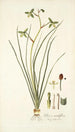 Albuca viridiflora - Nikolaus Joseph Freiherr von Jacquin — näkymä teoksesta