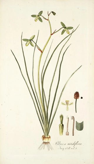 Nikolaus Joseph Freiherr von Jacquin - Albuca viridiflora.webp