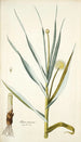 Alium ramosum - Nikolaus Joseph Freiherr von Jacquin — näkymä teoksesta