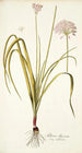 Allium illyricum - Nikolaus Joseph Freiherr von Jacquin — näkymä teoksesta