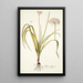 Allium illyricum - Nikolaus Joseph Freiherr von Jacquin — kehystetty taideteos seinällä
