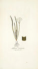 Allium striatum - Nikolaus Joseph Freiherr von Jacquin — näkymä teoksesta