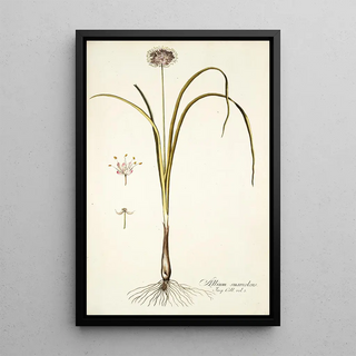Nikolaus Joseph Freiherr von Jacquin - Allium suaveolens.webp