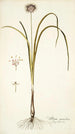 Allium suaveolens - Nikolaus Joseph Freiherr von Jacquin — näkymä teoksesta