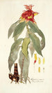 Alpinia comosa - Nikolaus Joseph Freiherr von Jacquin — näkymä teoksesta