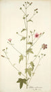 Althaea narbonensis - Nikolaus Joseph Freiherr von Jacquin — näkymä teoksesta