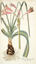 Amaryllis longifolia - Nikolaus Joseph Freiherr von Jacquin — näkymä teoksesta