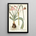Amaryllis longifolia - Nikolaus Joseph Freiherr von Jacquin — kehystetty taideteos seinällä
