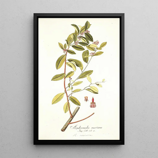 Nikolaus Joseph Freiherr von Jacquin - Andromeda coriacea.webp