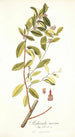 Andromeda coriacea - Nikolaus Joseph Freiherr von Jacquin — näkymä teoksesta