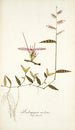 Andropogon undatus - Nikolaus Joseph Freiherr von Jacquin — näkymä teoksesta