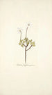 Anemone fragifera - Nikolaus Joseph Freiherr von Jacquin — näkymä teoksesta