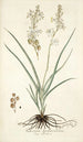 Anthericum bipedunculatum - Nikolaus Joseph Freiherr von Jacquin — näkymä teoksesta