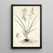 Anthericum bipedunculatum - Nikolaus Joseph Freiherr von Jacquin — kehystetty taideteos seinällä