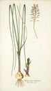 Anthericum exuviatum - Nikolaus Joseph Freiherr von Jacquin — näkymä teoksesta