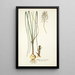 Anthericum exuviatum - Nikolaus Joseph Freiherr von Jacquin — kehystetty taideteos seinällä