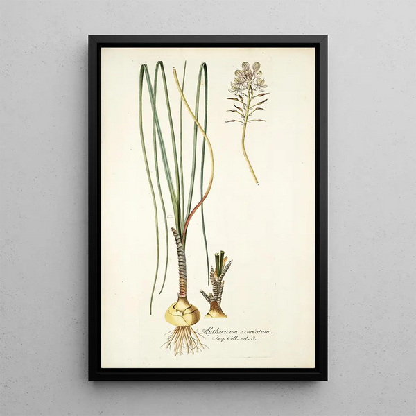 Nikolaus Joseph Freiherr von Jacquin - Anthericum exuviatum.webp