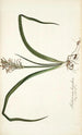 Anthericum hispidum - Nikolaus Joseph Freiherr von Jacquin — näkymä teoksesta