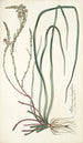 Anthericum longifolium - Nikolaus Joseph Freiherr von Jacquin — näkymä teoksesta