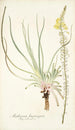 Anthericum longiscapum - Nikolaus Joseph Freiherr von Jacquin — näkymä teoksesta