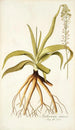 Anthericum nutans - Nikolaus Joseph Freiherr von Jacquin — näkymä teoksesta