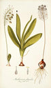 Anthericum physodes - Nikolaus Joseph Freiherr von Jacquin — näkymä teoksesta