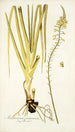 Anthericum praemorsum - Nikolaus Joseph Freiherr von Jacquin — näkymä teoksesta