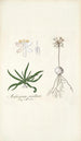 Anthericum pusillum - Nikolaus Joseph Freiherr von Jacquin — näkymä teoksesta