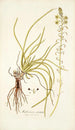 Anthericum rostratum - Nikolaus Joseph Freiherr von Jacquin — näkymä teoksesta
