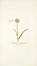 Anthericum subtrigynum - Nikolaus Joseph Freiherr von Jacquin — näkymä teoksesta