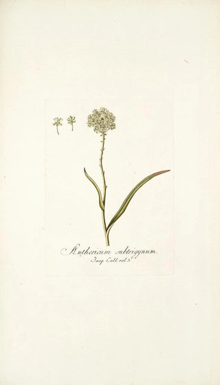 Nikolaus Joseph Freiherr von Jacquin - Anthericum subtrigynum.webp
