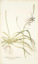 Anthericum undulatum - Nikolaus Joseph Freiherr von Jacquin — näkymä teoksesta