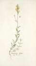Antirrhinum hirtum - Nikolaus Joseph Freiherr von Jacquin — näkymä teoksesta