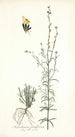 Antirrhinum parviflorum - Nikolaus Joseph Freiherr von Jacquin — näkymä teoksesta