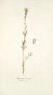 Antirrhinum versicolor - Nikolaus Joseph Freiherr von Jacquin — näkymä teoksesta