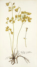 Aquilegia viridiflora - Nikolaus Joseph Freiherr von Jacquin — näkymä teoksesta