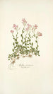 Arabis ovirensis - Nikolaus Joseph Freiherr von Jacquin — näkymä teoksesta