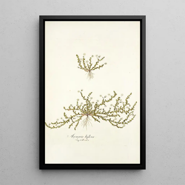 Nikolaus Joseph Freiherr von Jacquin - Arenaria biflora.webp