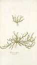 Arenaria biflora - Nikolaus Joseph Freiherr von Jacquin — näkymä teoksesta
