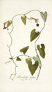 Aristolochia barbata - Nikolaus Joseph Freiherr von Jacquin — näkymä teoksesta